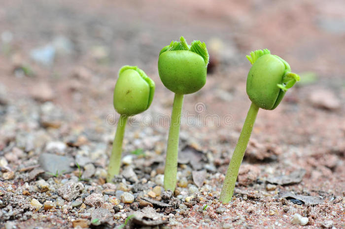 下载小样发票合同问题/举报小型工厂幼苗小植物芽女人手里的小植物