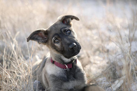 德国牧羊犬小狗和猫的苏格兰直站在一起毛茸茸的德国牧羊犬在白色背景