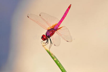 订单蜻蜓目图片