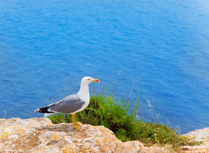 巴利阿里群岛地中海上的海鸟图片