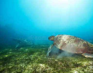深水中的两只海龟图片