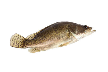 中国鲈鱼桂鱼照片