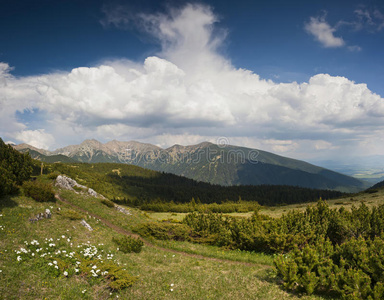 夏天 生物群系 陡崖 灌木丛 自然 领域 高原 草地 风景