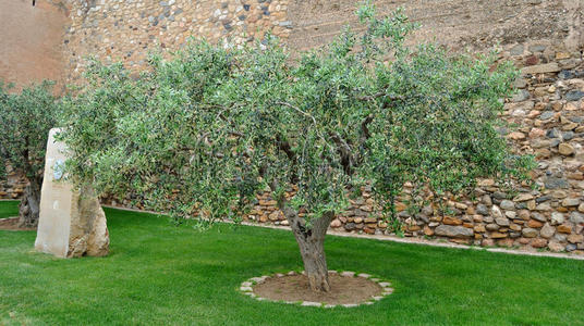 花园里的橄榄树