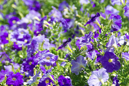 白色和紫色的矮牵牛花坛图片