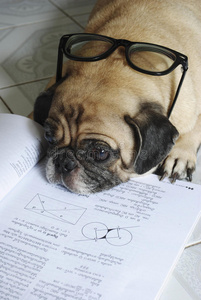 狗在做作业