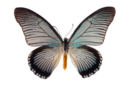 zalmoxis白色蝴蝶照片