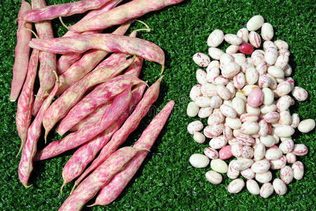 白色和粉红色的豆子豆子和豆荚仍然关闭照片