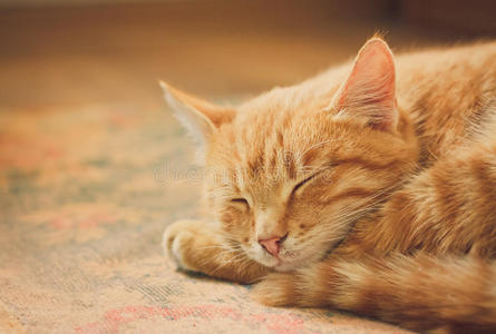 睡在床上的小猫图片