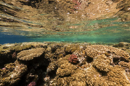 红海中的热带珊瑚礁。