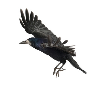 rook，corvus frugilegus，3岁