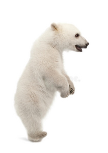 北极熊幼崽，熊，6个月大