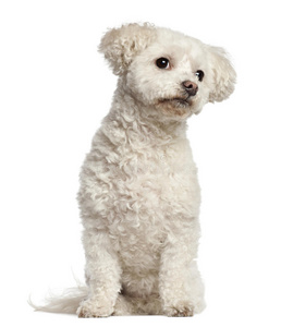 bichon frise，7岁，坐着