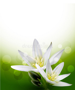 白色花朵的庆祝背景