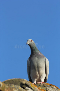 眼睛 自然 屋顶 野生动物 天空 自由的 鸽子 特写镜头