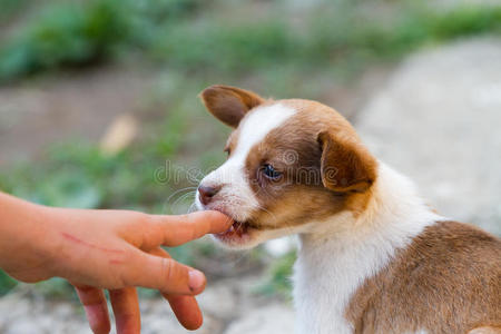 小狗,耳朵向下咬手指照片