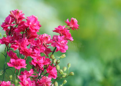 翠雀花图片