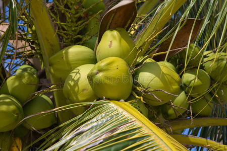 棕榈树上的椰子