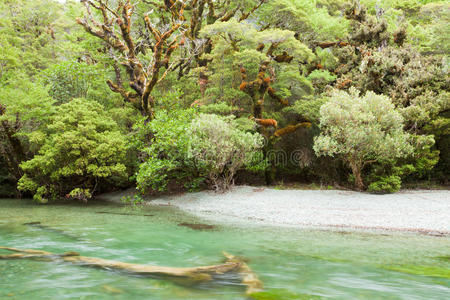 新西兰菲奥德兰雨林荒野中的河流