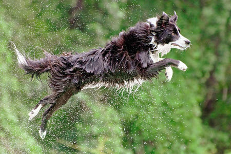 跳荷兰牧羊犬图片