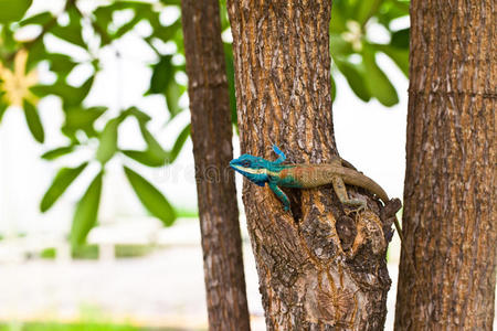 树上的蓝蜥蜴，泰国