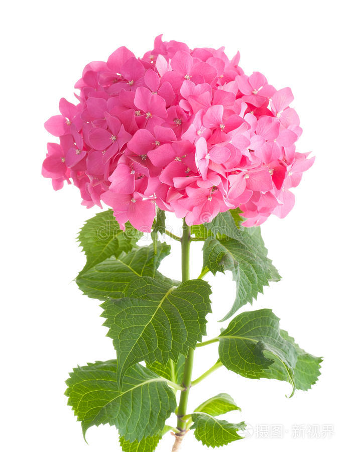 白色绣球花