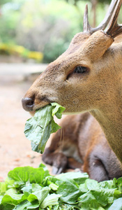 一片绿地绿色背景森林里阳光明媚的可爱小鹿小鹿母鹿和小鹿在草地上鹿