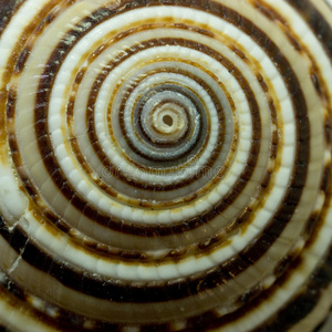 抽象海蛇图片