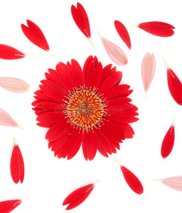 白色背景上的红色花朵和花瓣