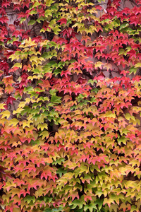 秋天野生藤蔓植物的彩叶图片