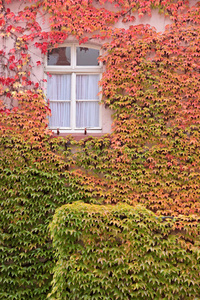 墙上野生藤蔓的彩色叶子图片