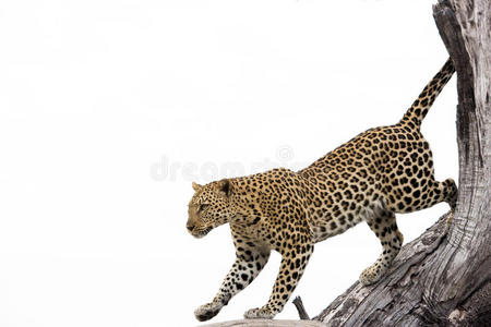 美丽的 攀登 分支 游猎 非洲 豹子 自然 毛皮 外部 树干