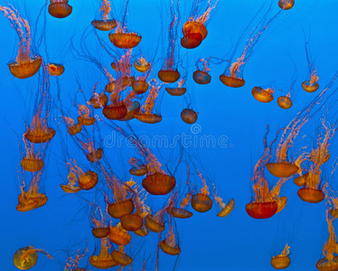 海洋学 生物 美女 颜色 生活 美国 水族馆 潜水 美丽的