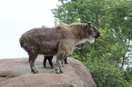 棕矮星山羊图片