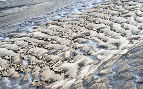 干涸河床大雾中的河流林间流动的野生河谷的河 mikchangda野生河的