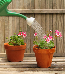 给植物浇水图片