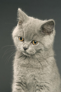 英国短毛灰猫图片