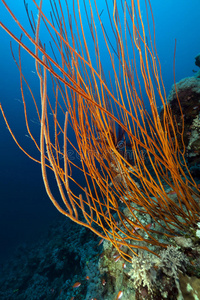 红海中的红簇鞭和热带暗礁。