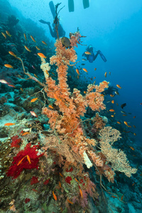 潜水员和红海的热带珊瑚礁。