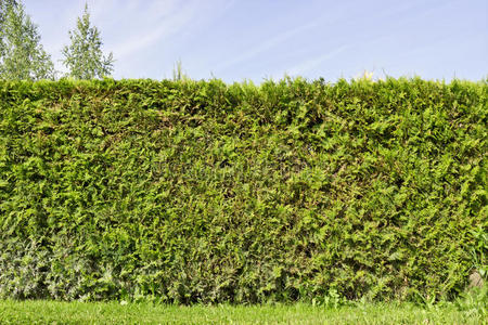 常绿植物的乡村篱笆篱笆图片