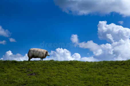 地平线上的羊