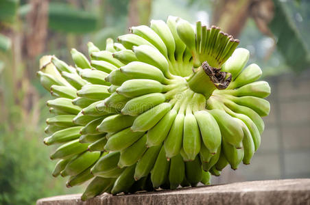 栽培香蕉，一束绿香蕉。