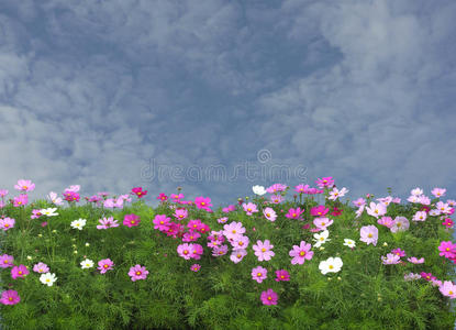 粉红色的宇宙花。