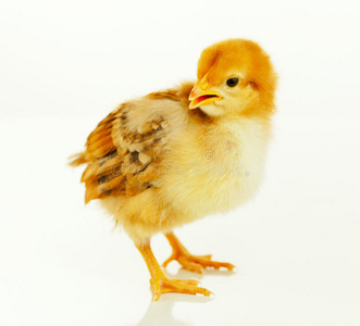 雏鸡摄影图