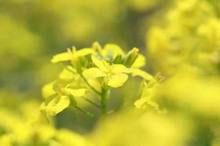 春天盛开的黄色油菜花图片