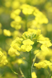 春天盛开的黄色油菜花图片