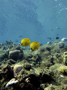 鱼珊瑚礁