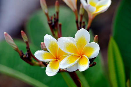 热带花鸡蛋花