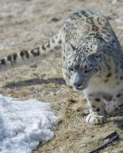 偷偷摸摸象猫的,偷偷摸摸的;照片