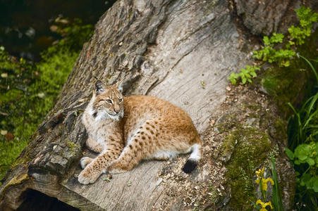 小山猫